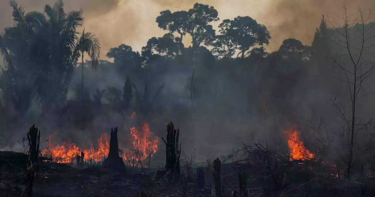 'Dangerous Moment': Record Deforestation in Amazon Shows Stakes of Brazil Election