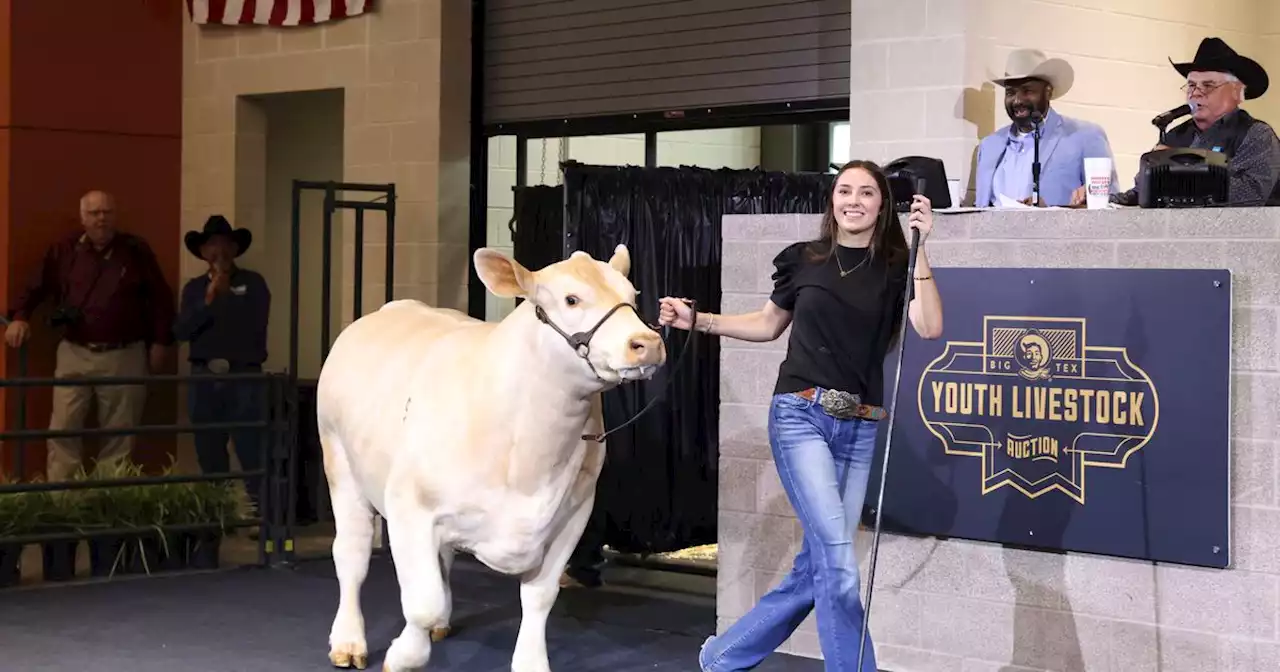 Champion steer Blondie sells for $130K at State Fair of Texas youth auction