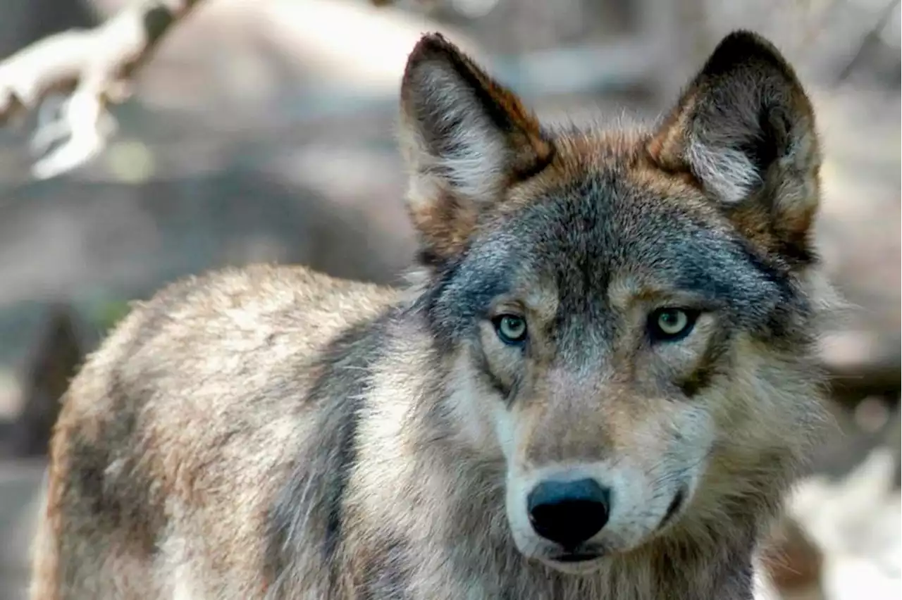 Colorado might have a new wolf pack that killed 18 calves, state officials say