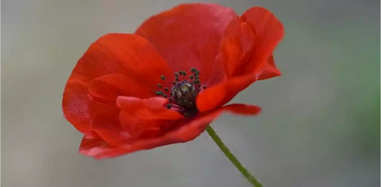 Veterans, legion butt heads over use of poppy on election signs