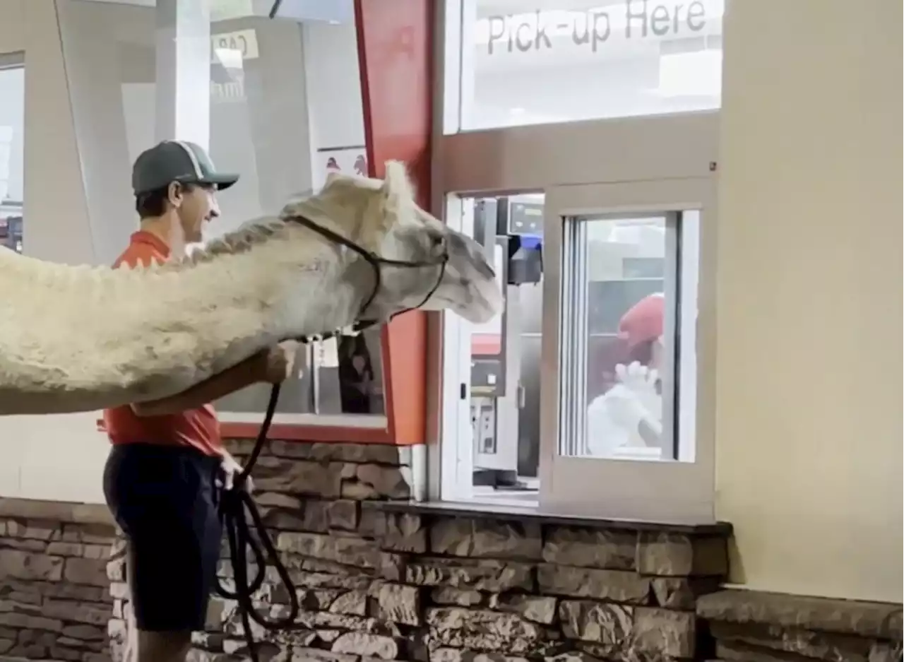 Video Shows Camel (Yes, a Camel) Ordering Fries at In-N-Out Drive-Thru — Eat This Not That