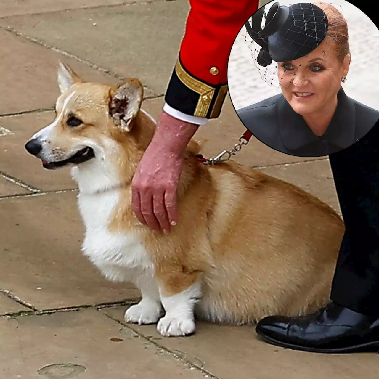 Sarah Ferguson Shares an Update on Queen Elizabeth's Corgis After Bringing Them Home - E! Online