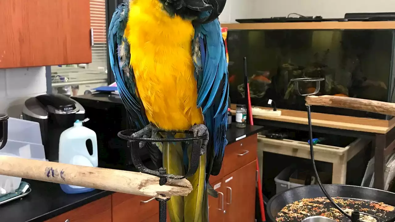 Suburban high school searching for missing Macaw last seen in Country Club Hills