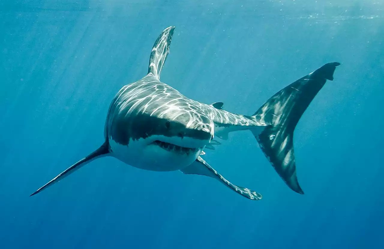 Watch what can happen when killer whales tangle with great white sharks