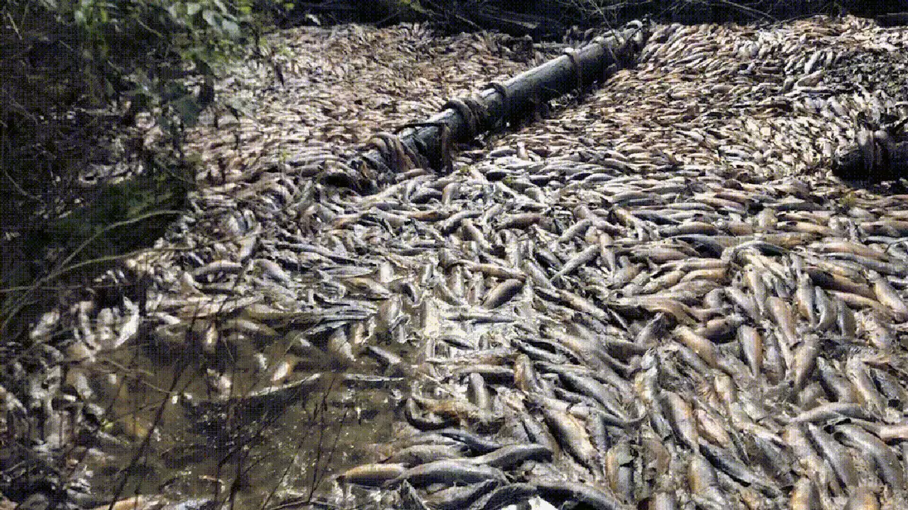 Drought Kills Tens of Thousands of Salmon in a Single Canadian Creek