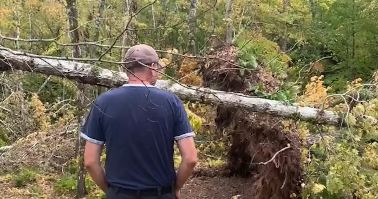 ‘Huge financial loss’: N.S. maple farmer loses half of crop from storm Fiona | Globalnews.ca