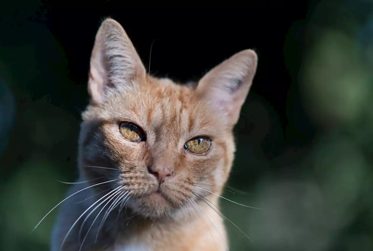 Fall in Massing: Jugendliche sollen Katze zu Tode gequält haben - idowa