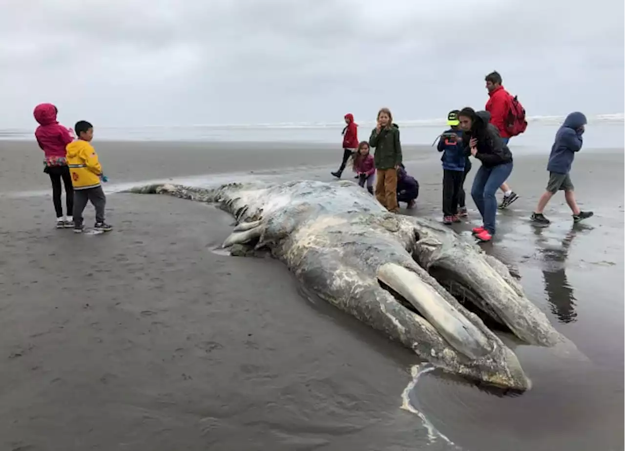 Gray whale population off western U.S. continues to decline