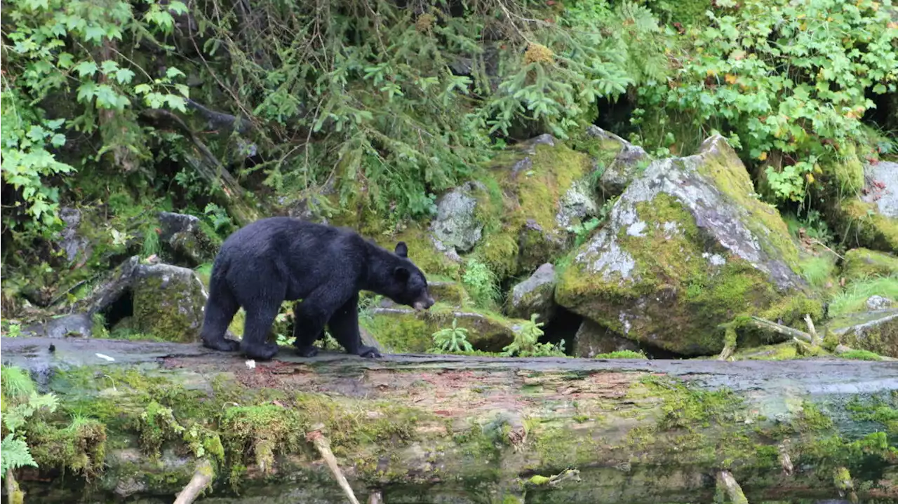 There’s another bear contest in Alaska, and the awards range from cutest bear to most chill