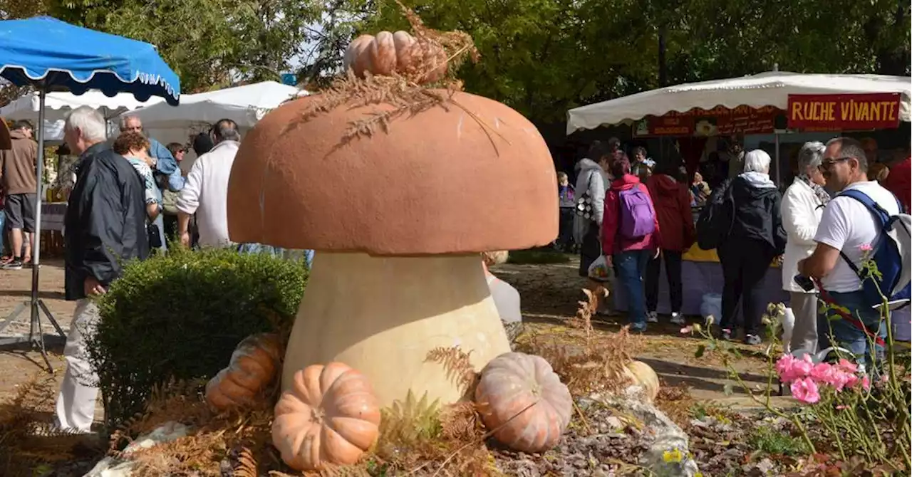 Vaucluse : rendez-vous à la Fête des champignons ce dimanche à Saint-Trinit