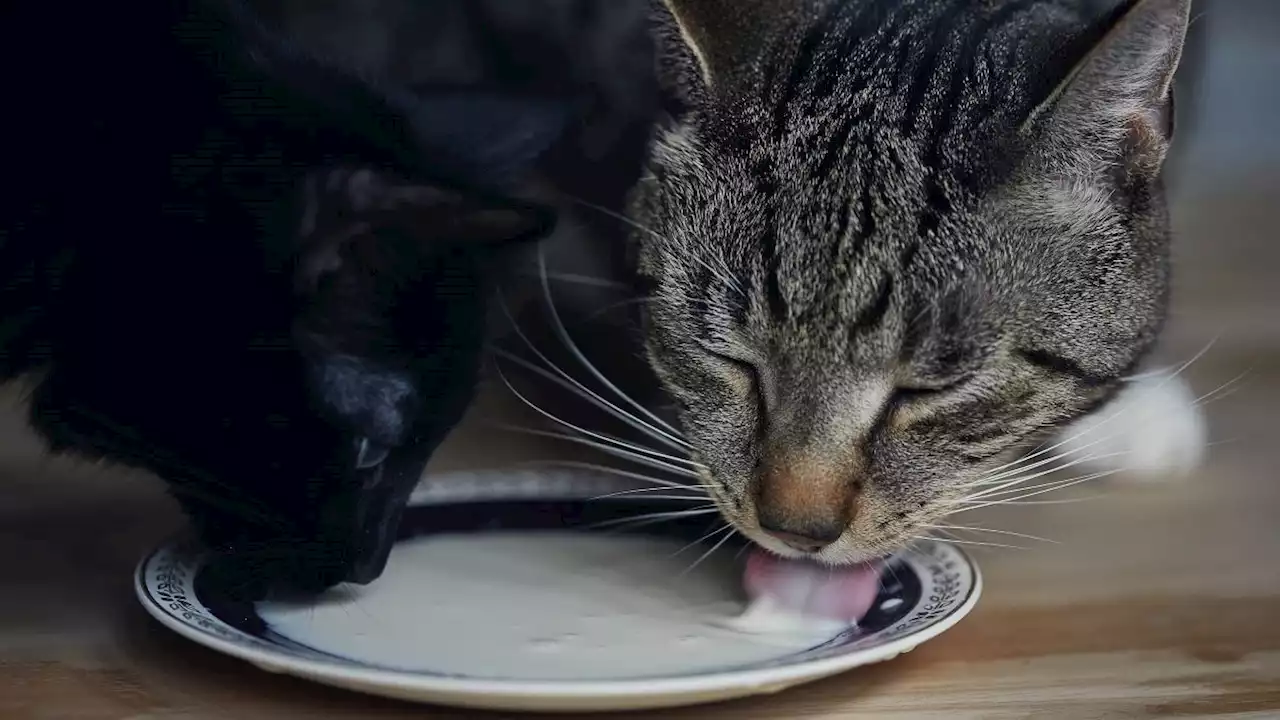 Is it safe for cats to drink milk?