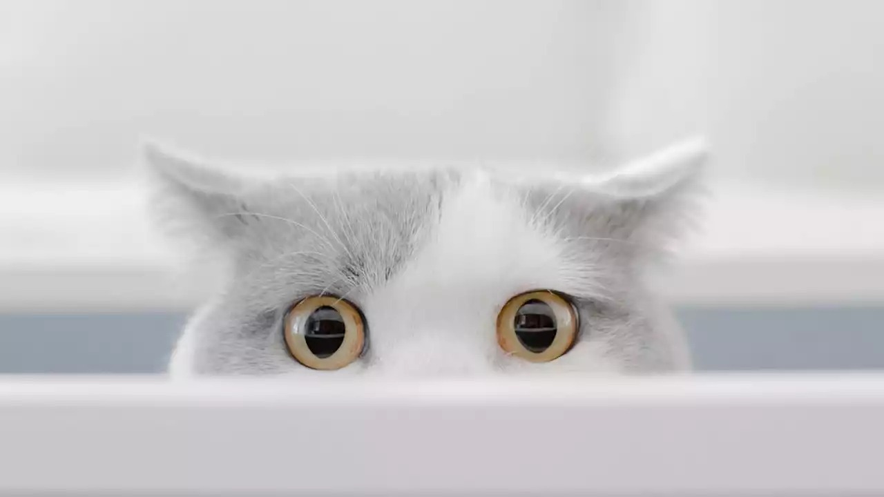 You can't hide from your cat, so don't even try