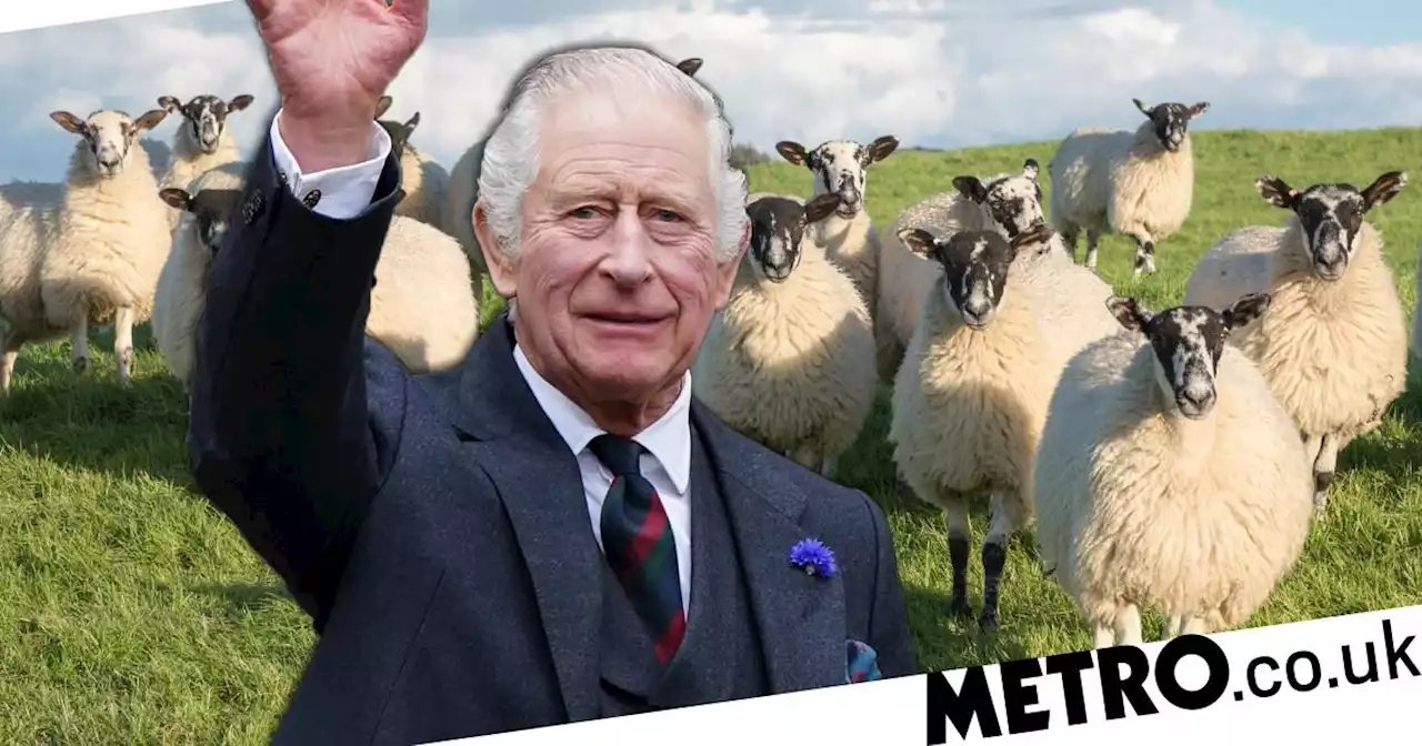 King Charles is seeking a shepherd to tend to a flock of 3,000 royal sheep