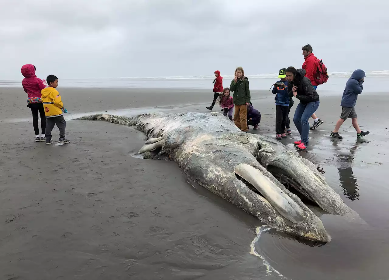 Scientists Concerned as Gray Whale Population Off Western US Continues to Decline