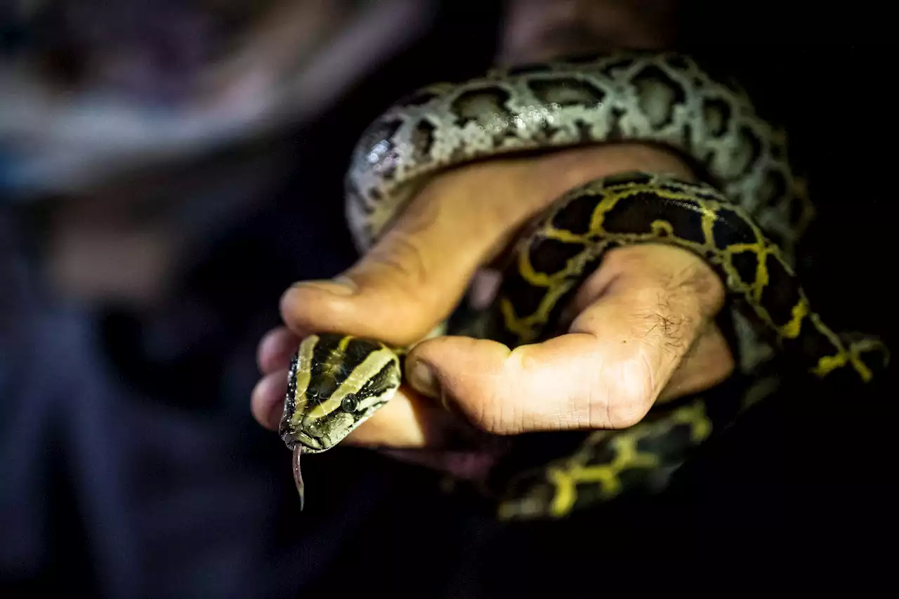 Man Charged With Smuggling Pythons in His Pants at US Border