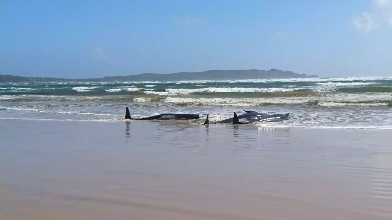 Mueren 250 ballenas piloto tras encallar en una playa de Nueva Zelanda