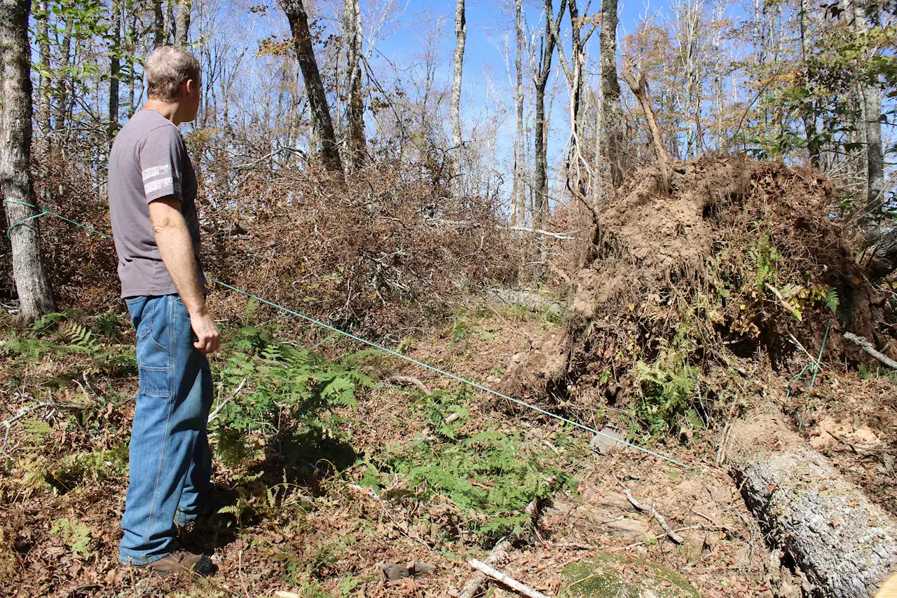 Maple industry hit hard by post-tropical storm damage in Nova Scotia | SaltWire