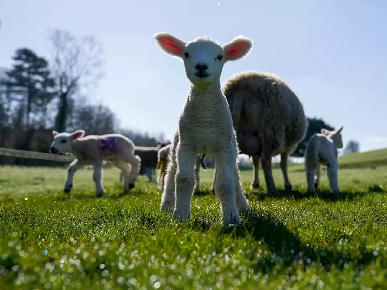 Truss hails ‘milestone’ as UK exports lamb to US for first time since 1989