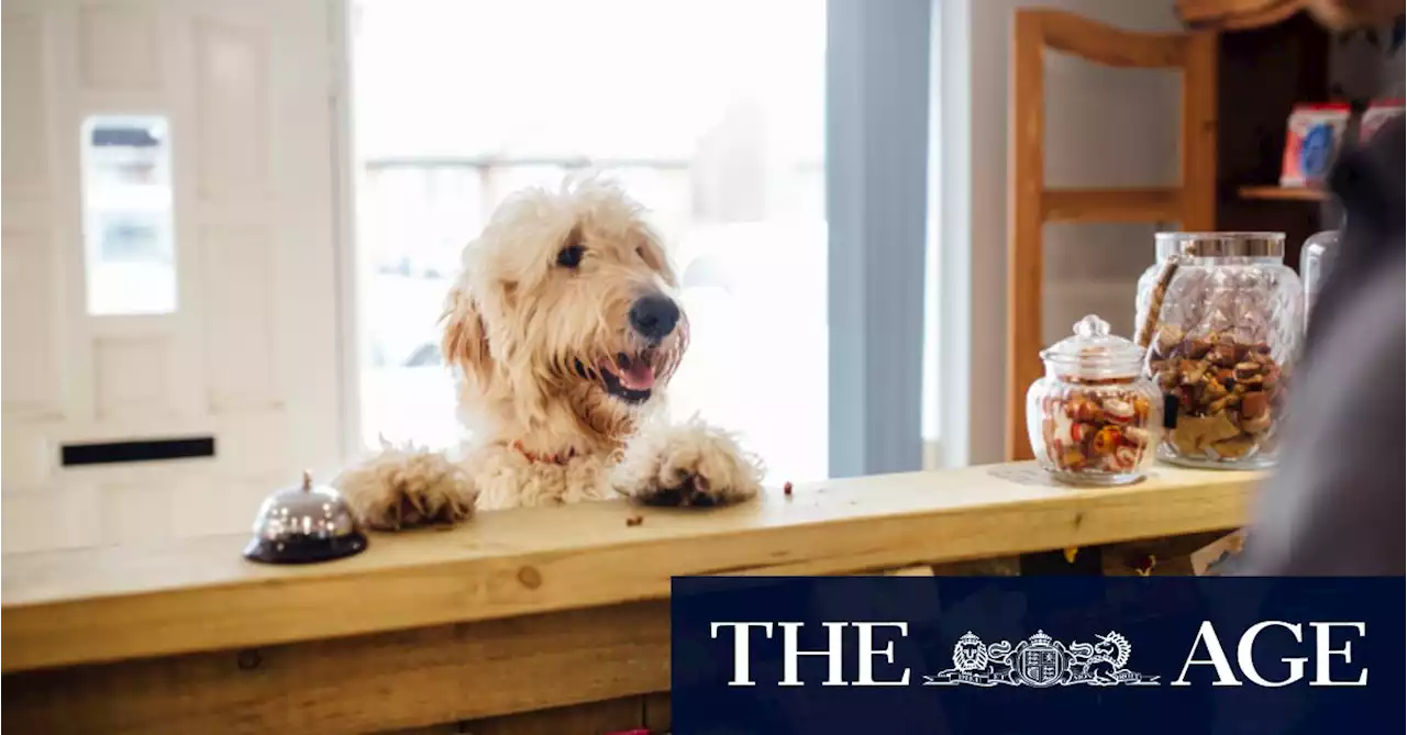 Canine cruises, ‘yappy hour’: Is Australia coming to heel in pet-friendly travel?