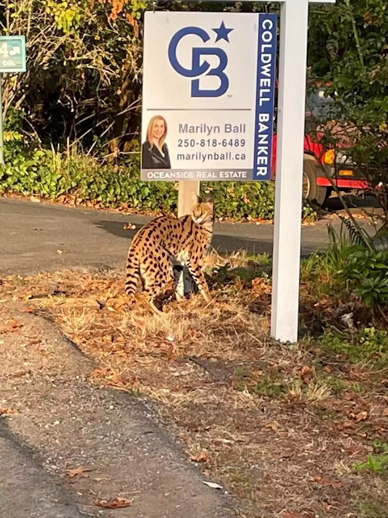 Brentwood Bay serval recaptured after being spotted by camera