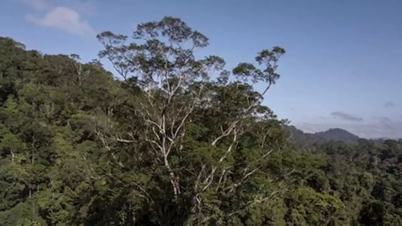 Scientists reach Amazon rainforest's tallest tree at over 88 metres