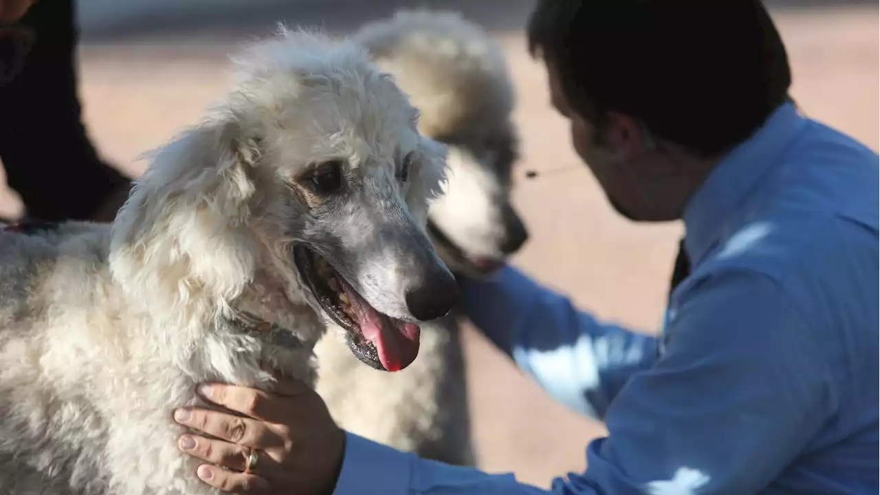 Tucson-area church will bless furry family members