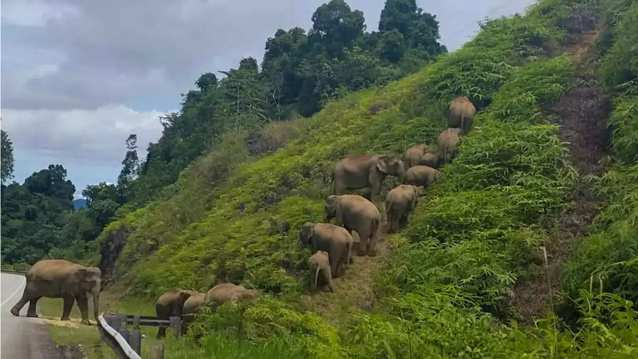 Gajah liar mendaki bukit di Jalan Tasik Kenyir