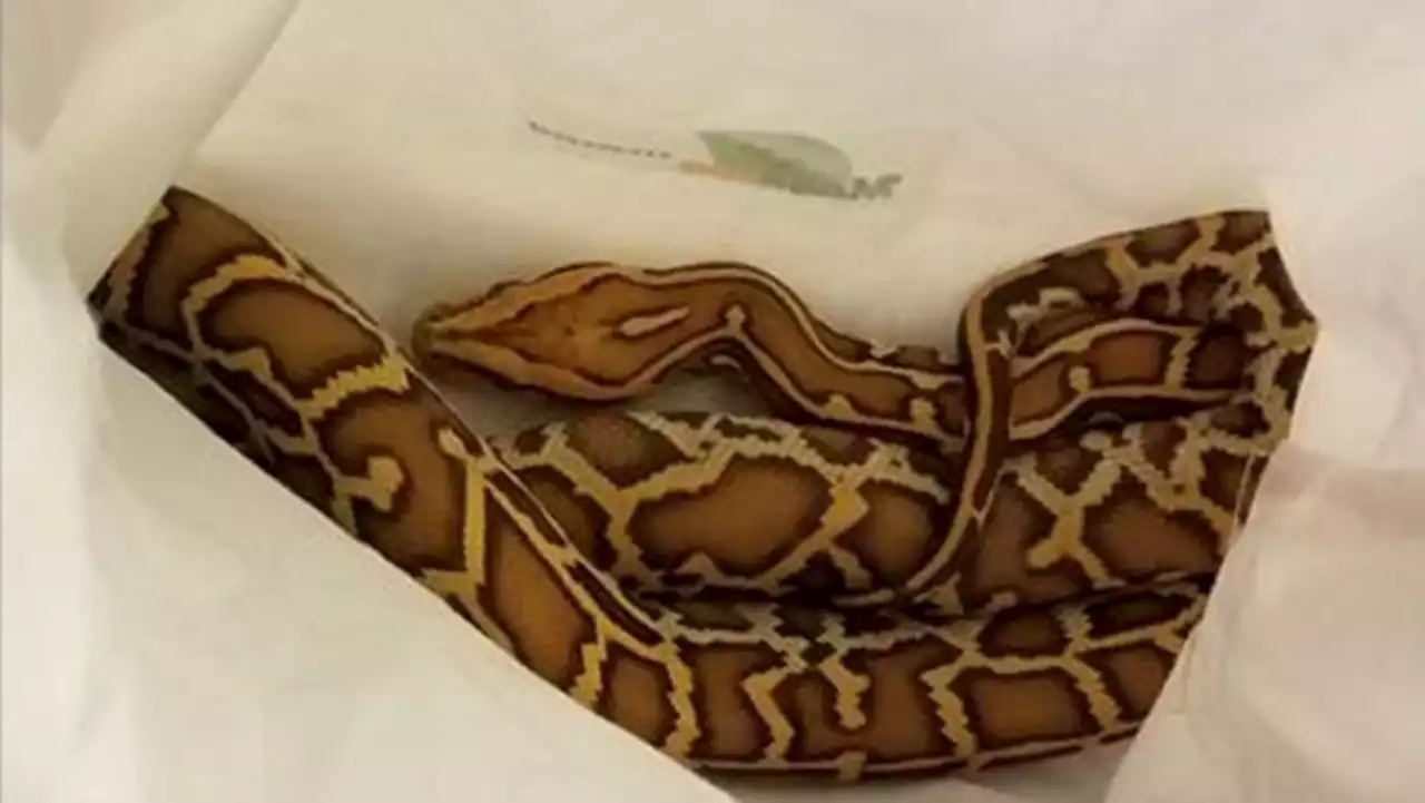 New York man charged with smuggling Burmese pythons into the US in his pants