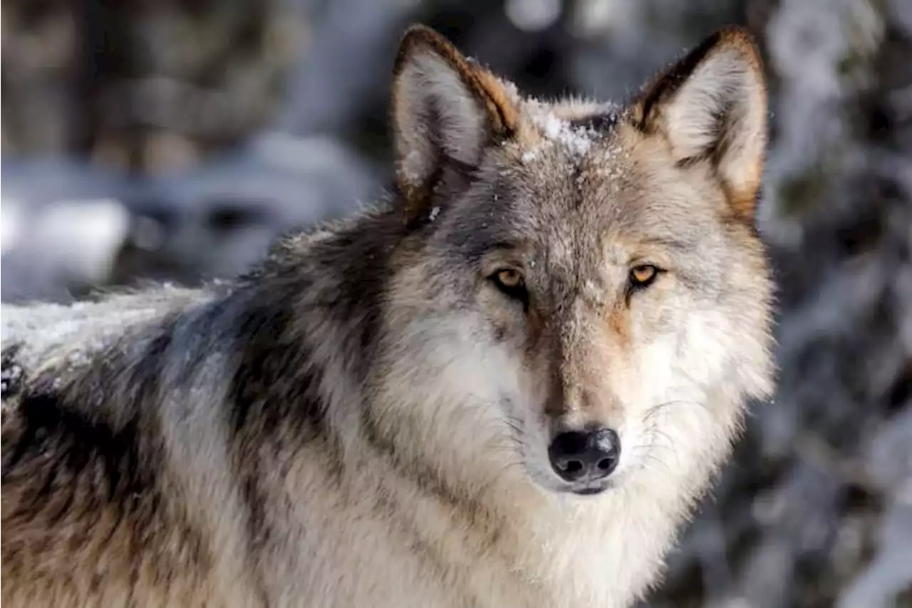 Early data indicates Idaho wolf population is holding steady