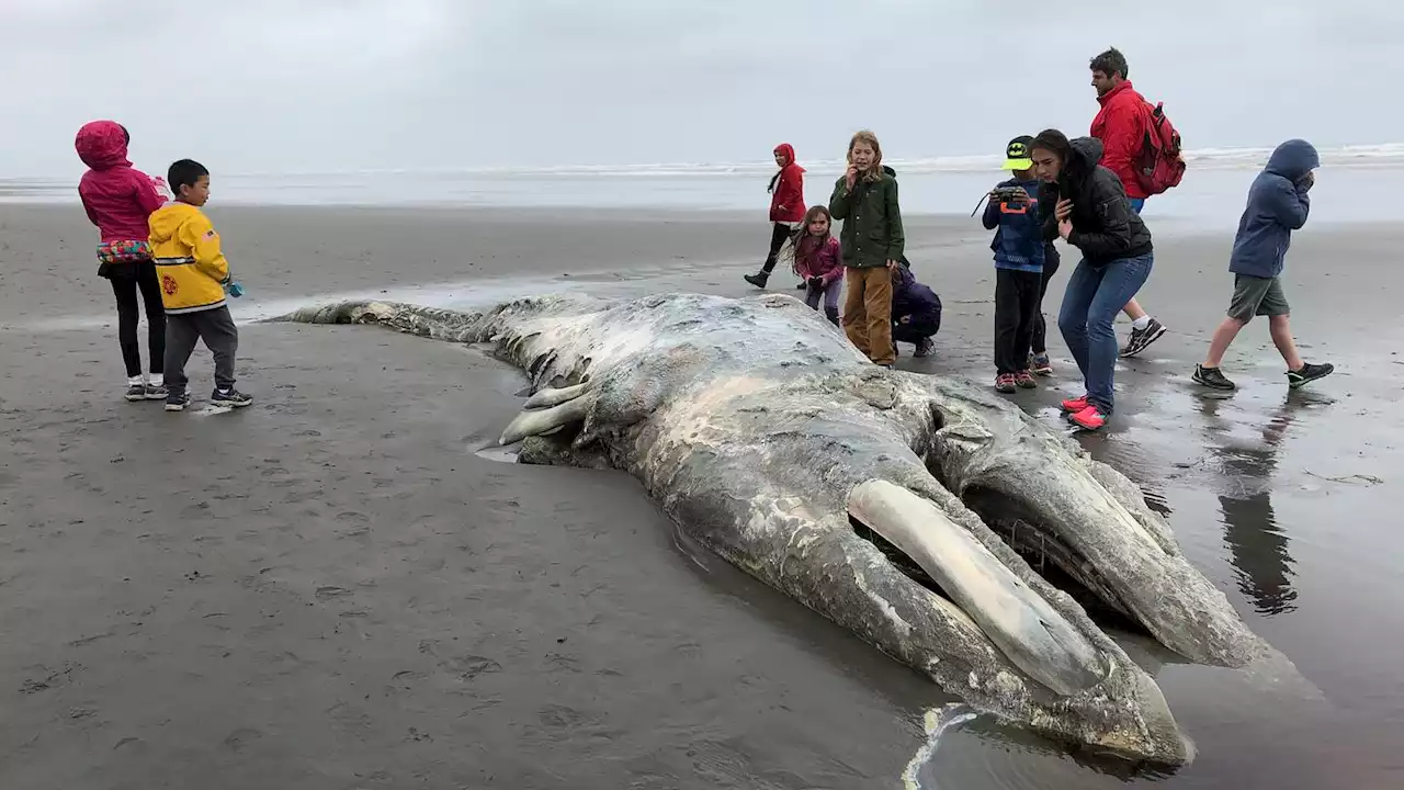 Gray whale population off western U.S. continues to decline