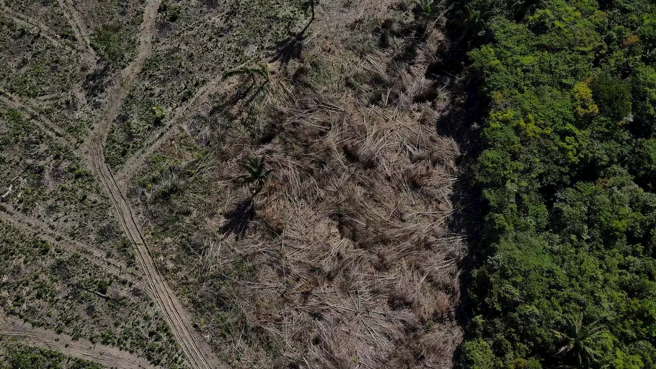 Amazonas-Regenwald: Abholzung um 50 Prozent gestiegen