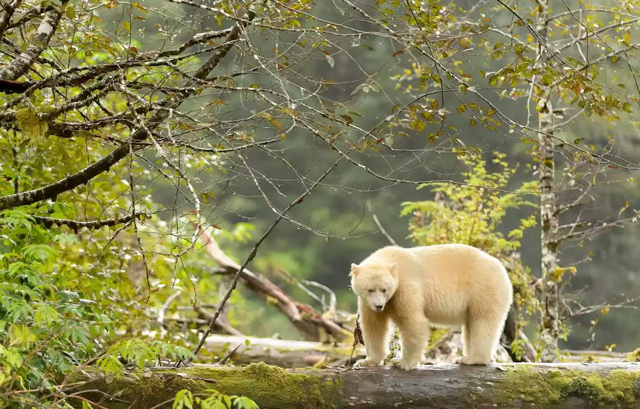 Le mystérieux ours Kermode