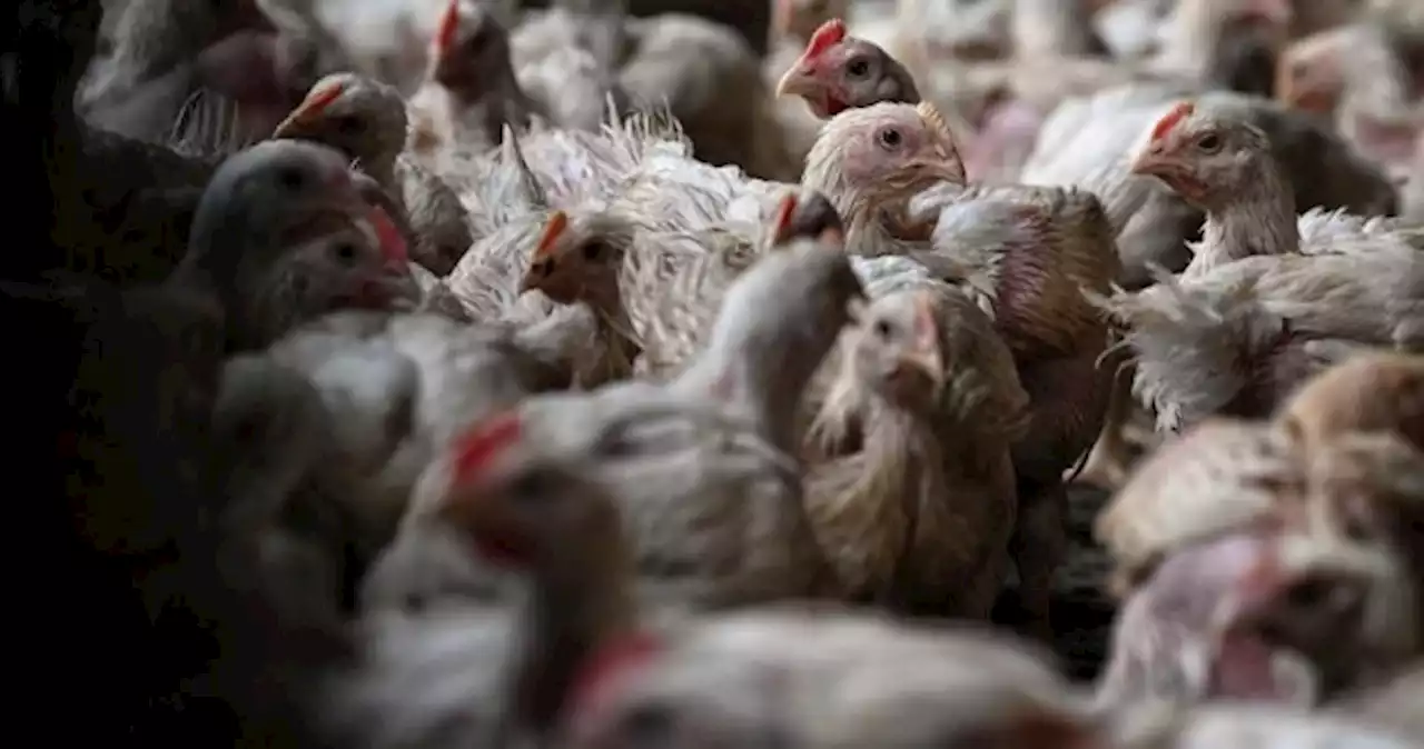Malaysia lifting export ban on live chicken broilers from Oct 11: SFA