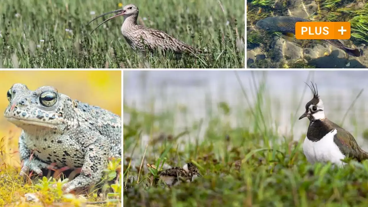 Diese Tiere könnten durch den Klimawandel in unserer Region aussterben