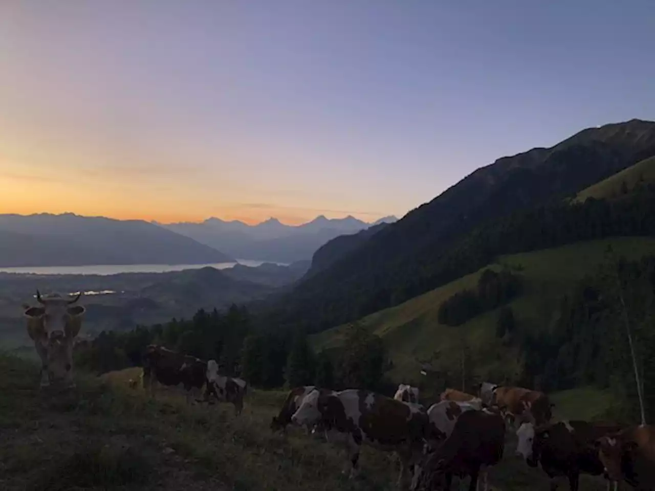 «Einer Hochleistungskuh – wie auch immer man diese definiert – kann es Ende Sommer an die Substanz gehen» - bauernzeitung.ch