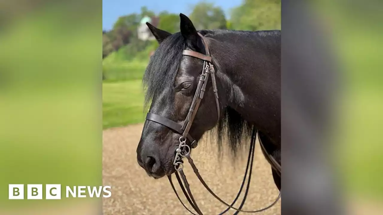 New photo of Queen's fell pony Emma released after funeral attendance