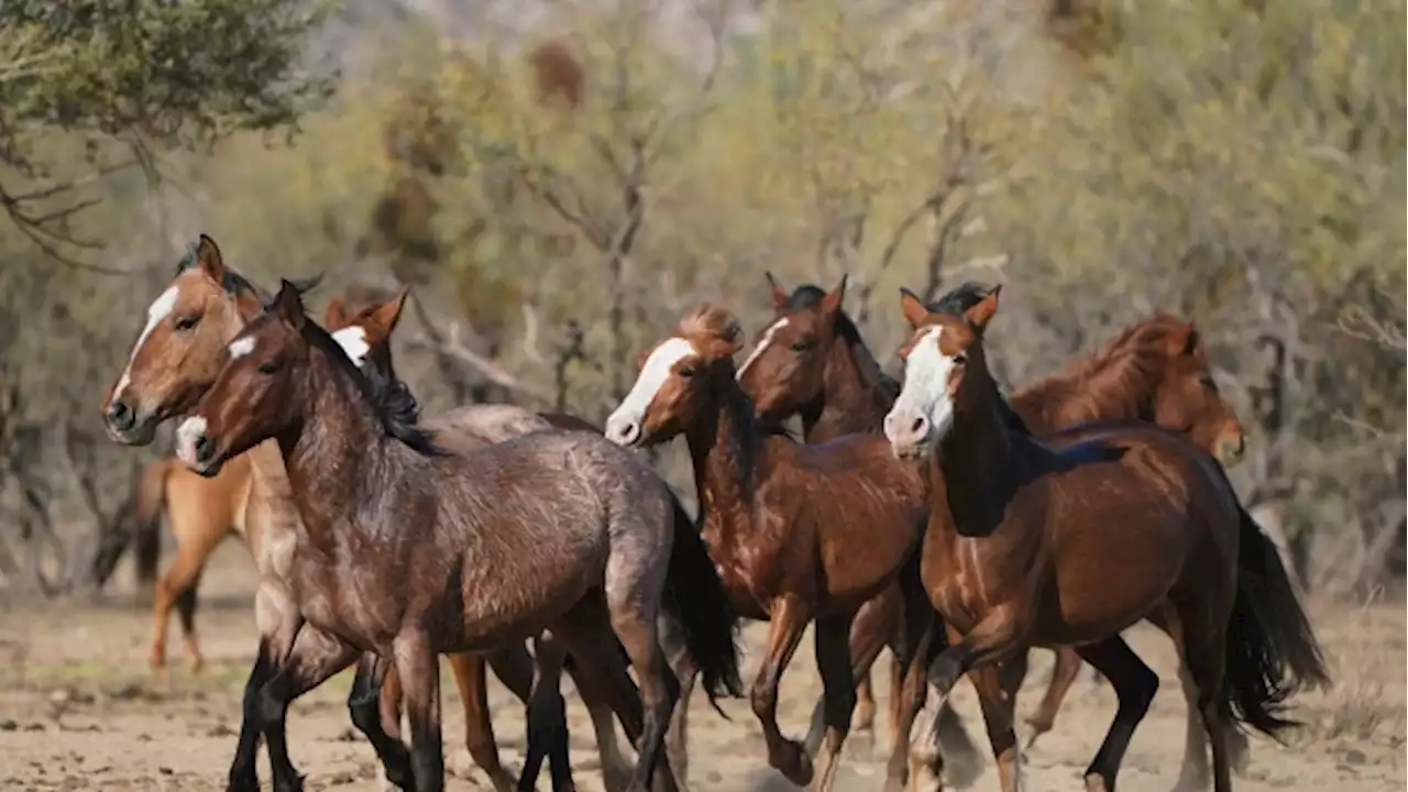 Wild horse rights advocates say 14 horses killed in Arizona