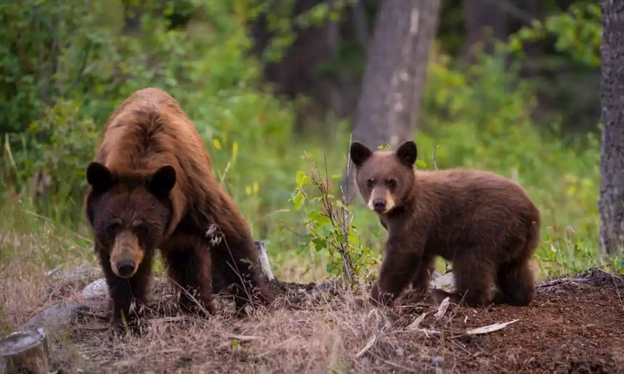 Solana: Why a thriving ecosystem won’t be enough to scare SOL bears