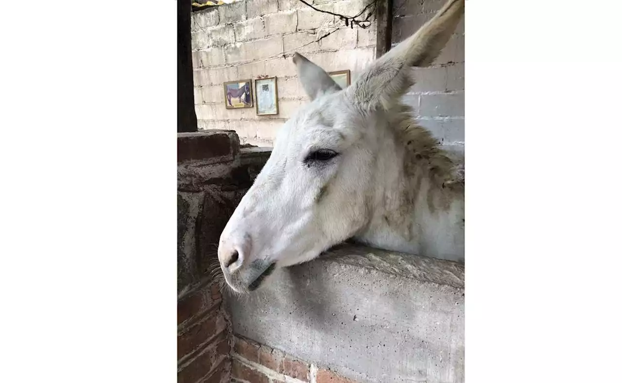 Burrolandia, el amor por la preservación