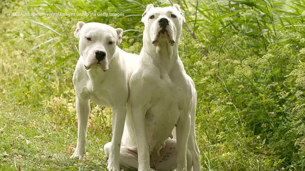 80-year-old woman mauled to death by dogs in San Bernardino County: Deputies