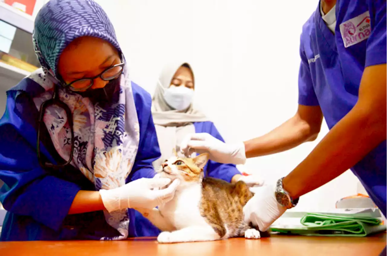 Kendalikan Rabies, PDHI dan Disbunak Gelar Vaksin Rabies Gratis