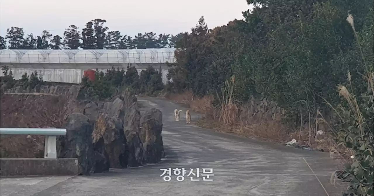 이젠 사람까지 공격 ‘유기견의 그늘’…제주 들개 일제 포획한다