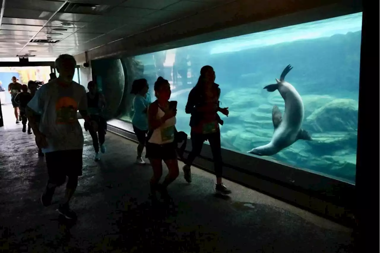 Runners, walkers zip past marine life during Aquarium of the Pacific 5K