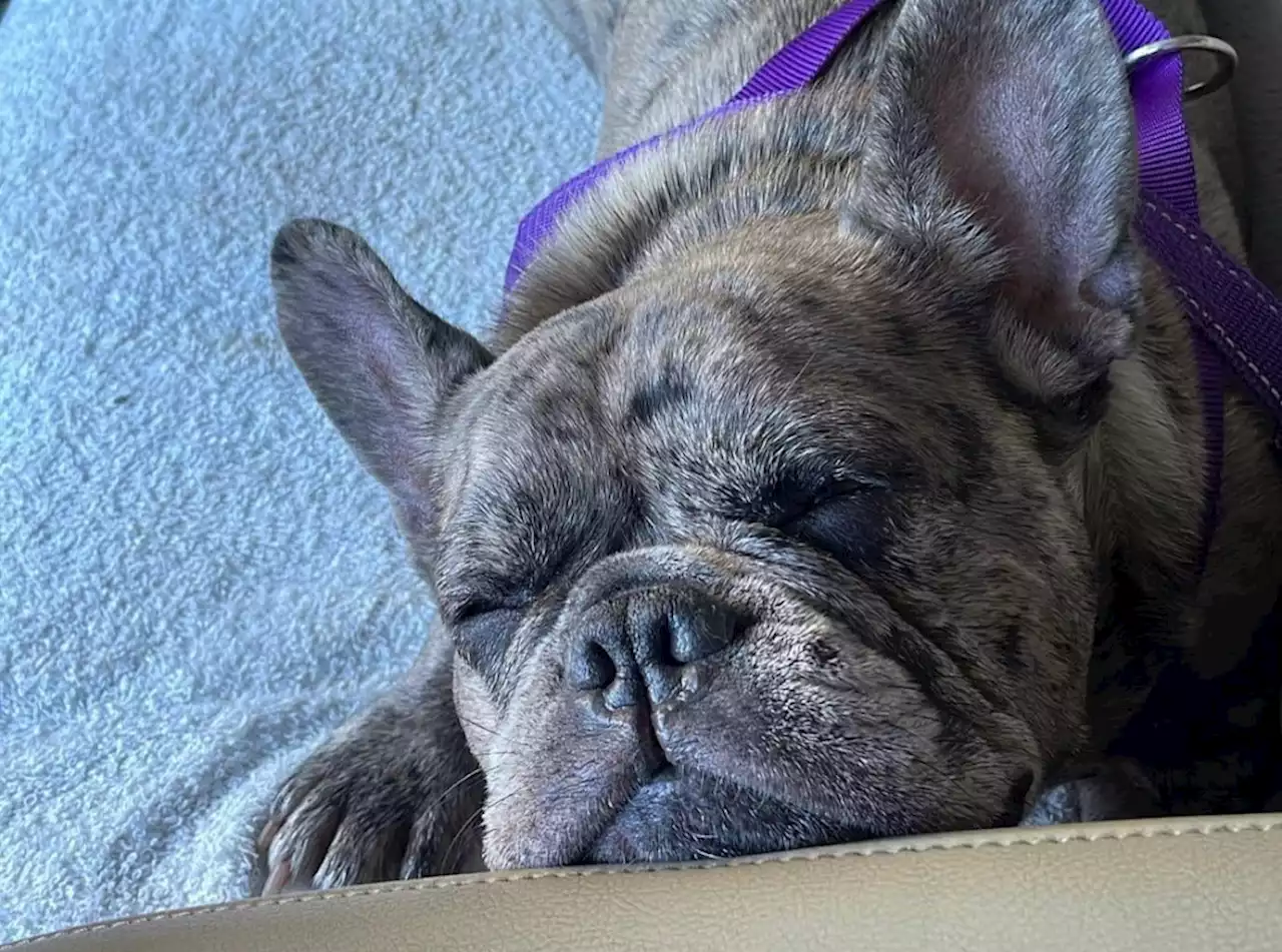 French bulldog snatched during brazen armed robbery in Antioch