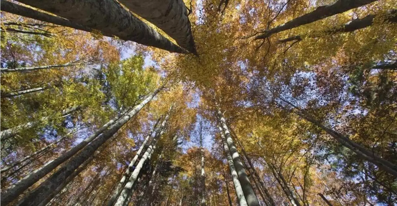 Grausiger Fund im Wald: Hundewelpen getötet und wie Müll entsorgt