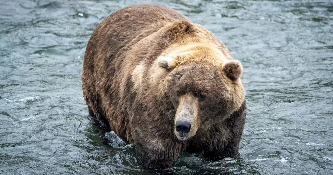 Fat Bear Week: Katmai National Park's fluffiest and finest duke it out for internet fame