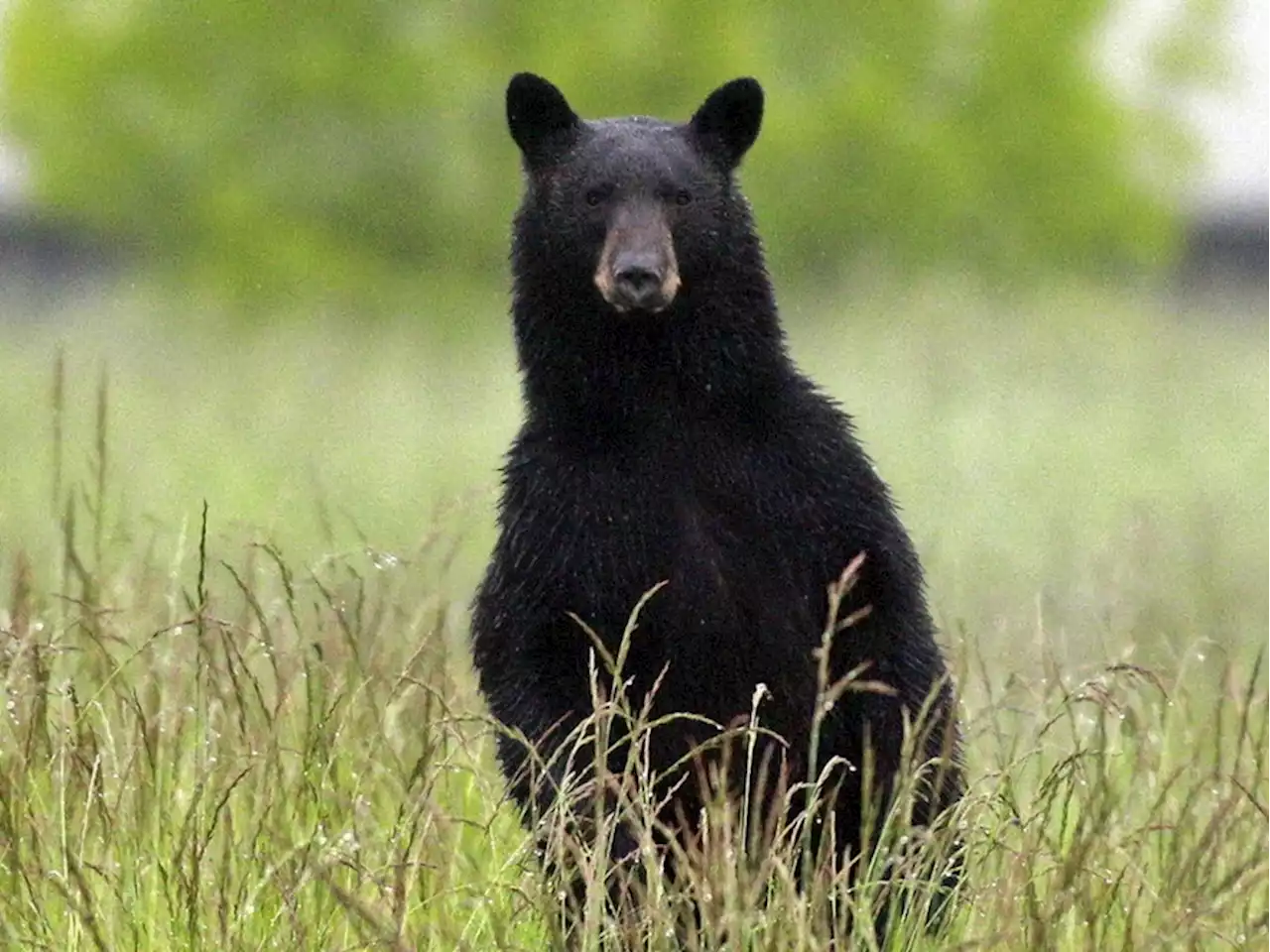 BEAR SIGHTING IN KANATA: Here are some safety tips for encounters with bears