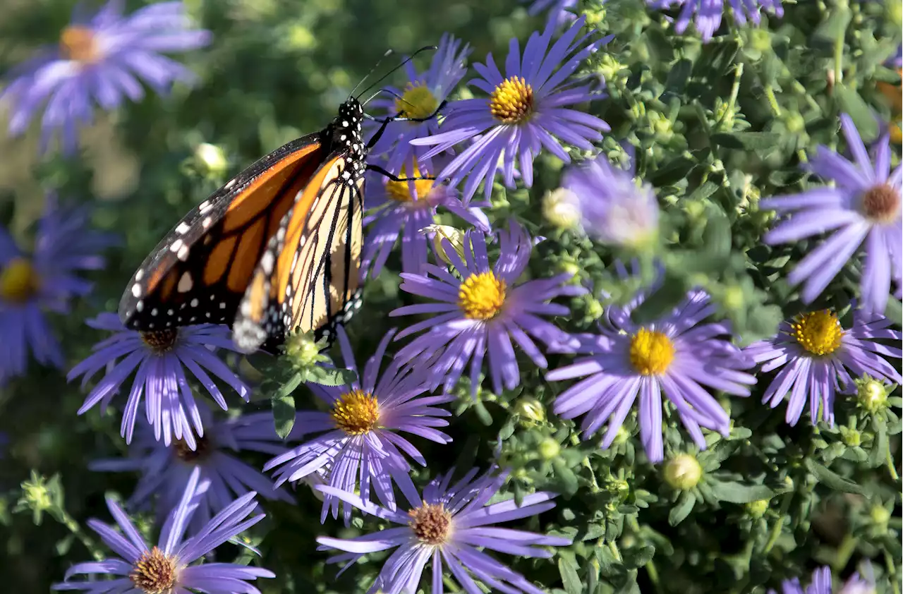 Brackenridge Park welcomes Monarch Butterfly and Pollinator Festival