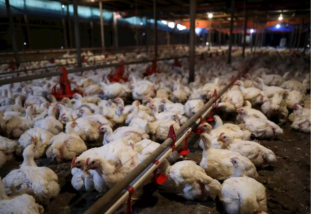 Chicken, egg subsidies extended until December 2022