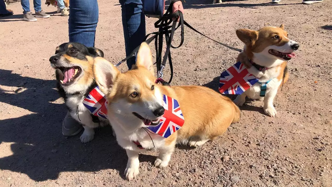 Corgi-Parade in Speyer